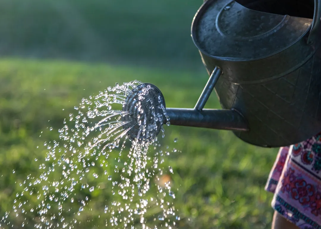 Water spraying from the rose of a metal watering can, backlit in bright sunlight