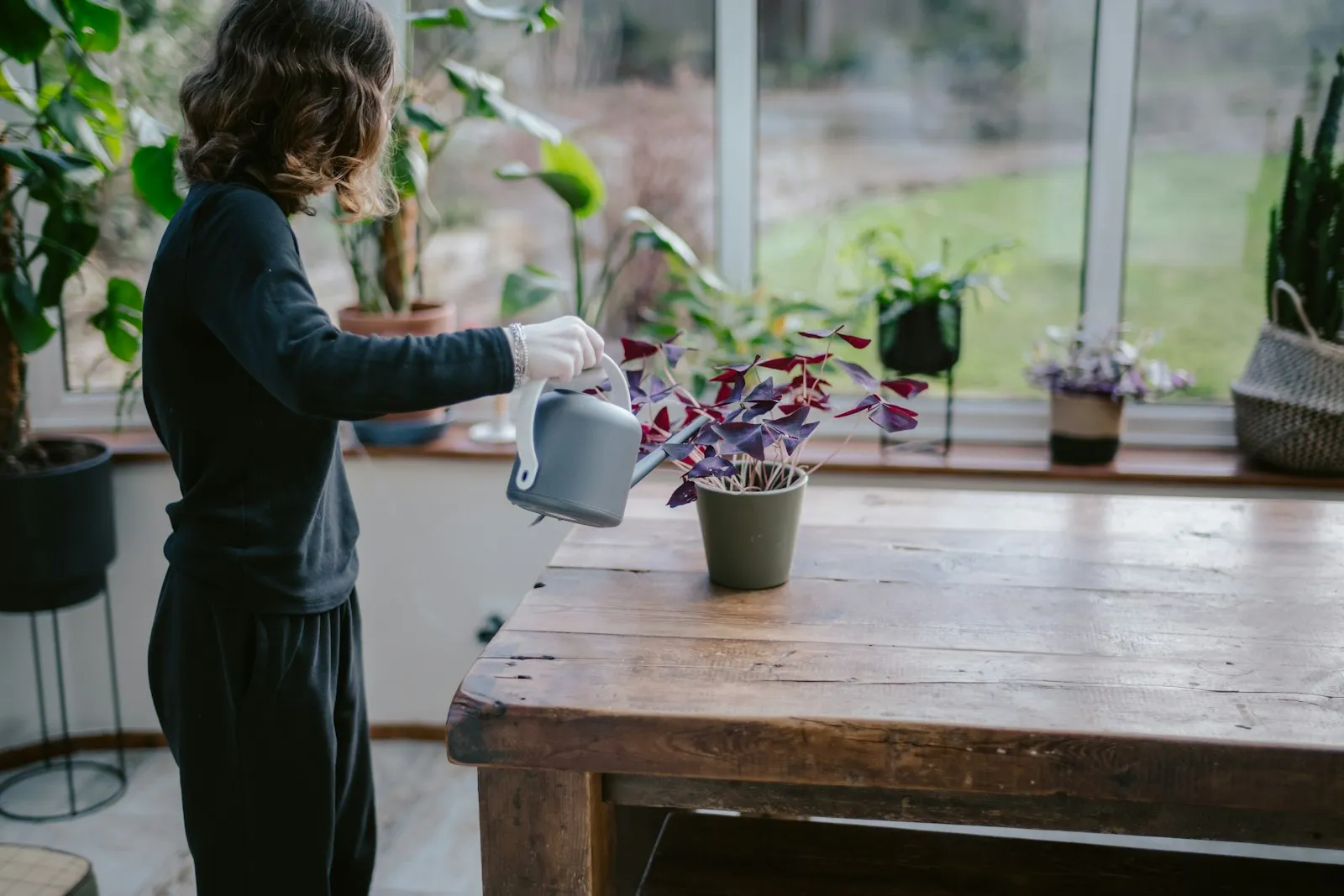A person watering a potted houseplant with a small watering can among other plants