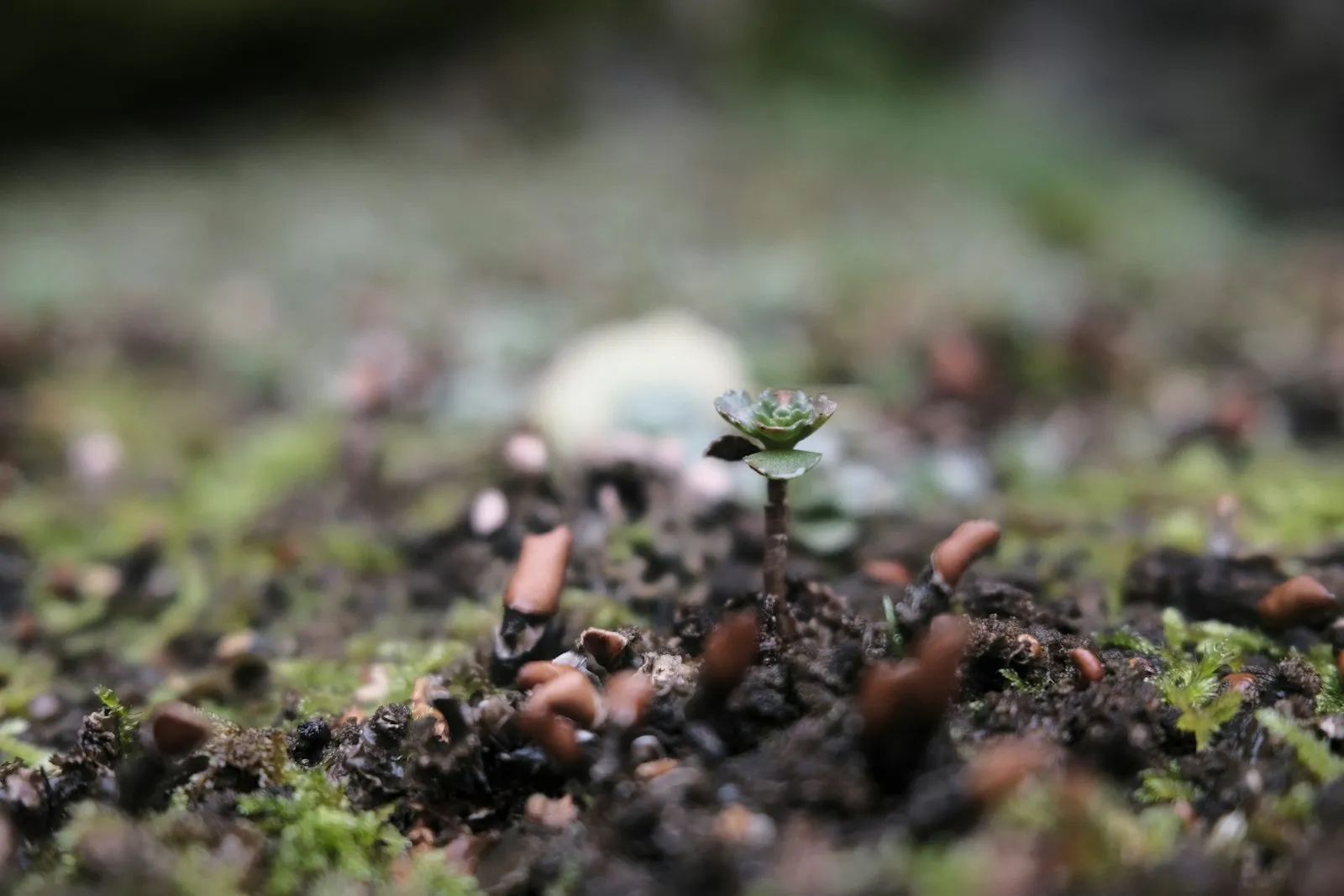 A close-up of dark, moist potting soil with a small seedling sprouting through