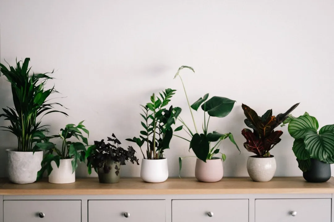 A row of potted houseplants lined up along a wooden dresser against a white wall