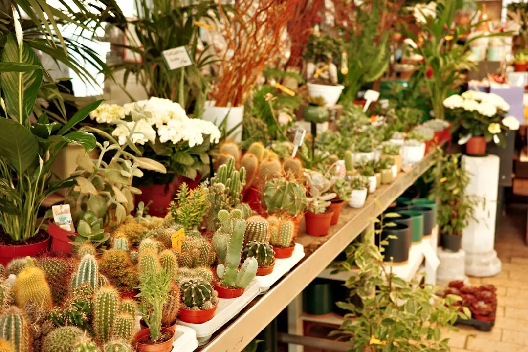 A garden center bench crowded with small potted cacti, succulents, and flowering houseplants