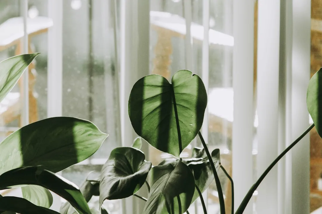 A heart-shaped tropical leaf backlit by bright summer sun through a sheer-curtained window