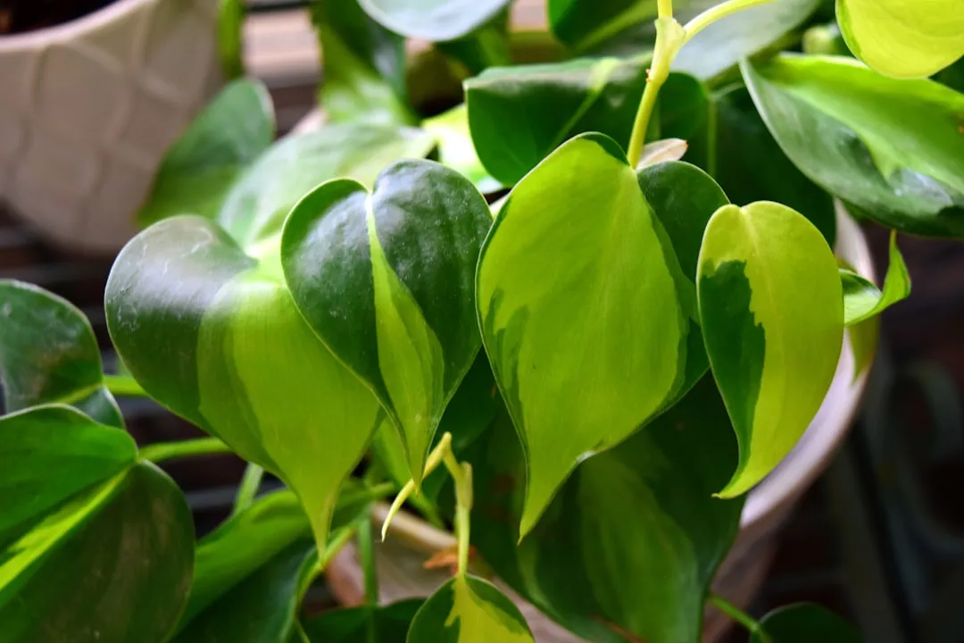 Close-up of glossy, heart-shaped philodendron leaves with pale yellow-green centers spilling over a cream pot