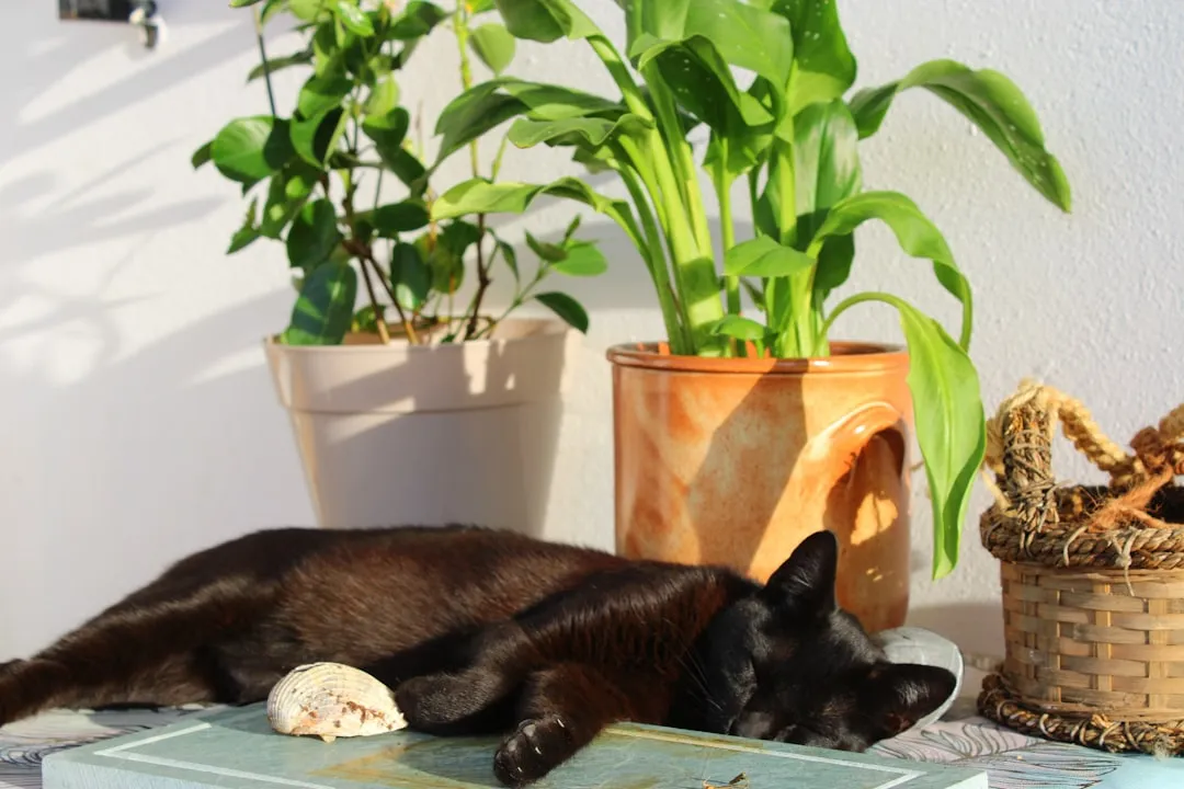 A black cat napping in the sun in front of two potted houseplants