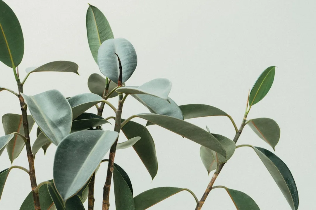 The broad, glossy leaves of a rubber plant against a clean pale background