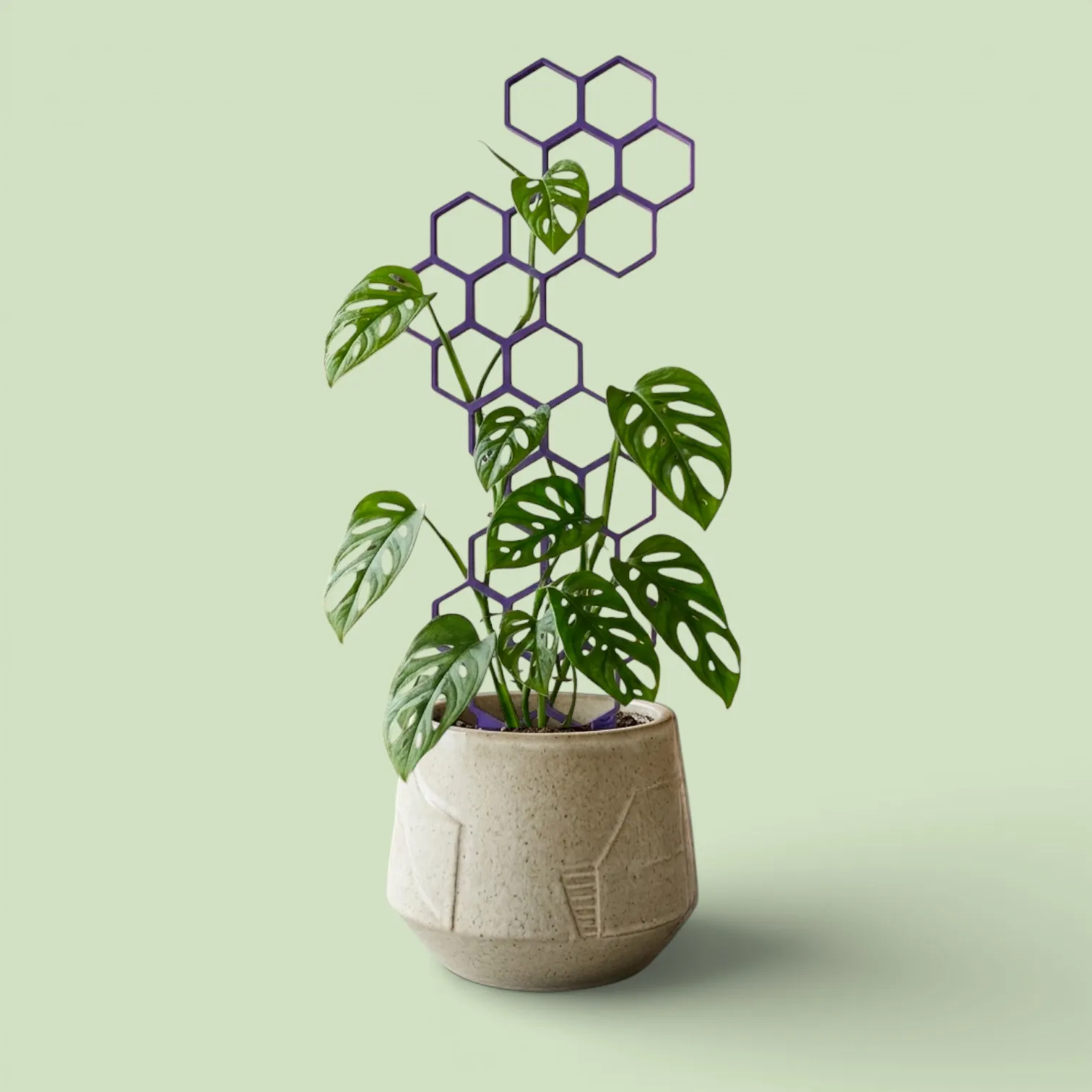 GrowGrid Plant Trellis - Starter Pack