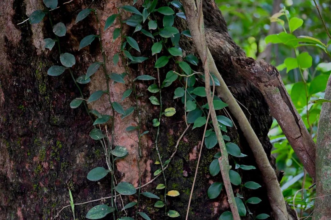 A vine climbing up the trunk of a tree in a forest