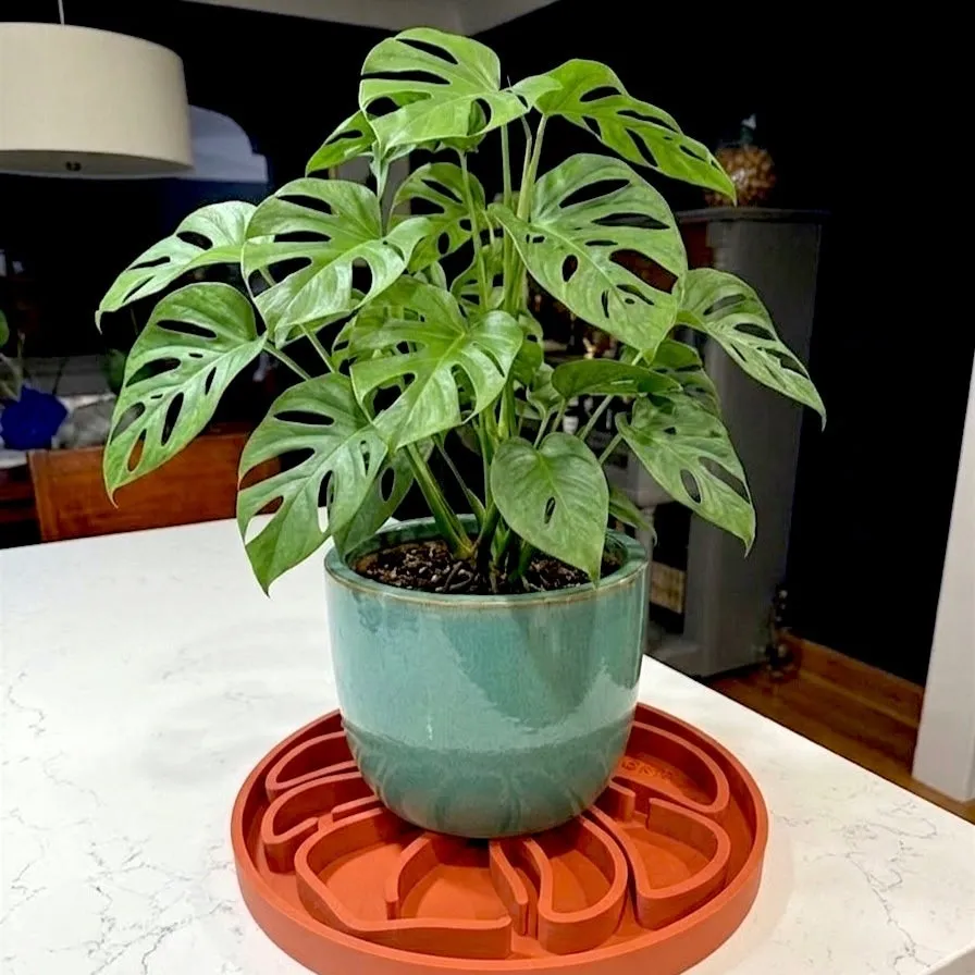 GrowGrid Drip Tray - Monstera & Pothos — photo 8