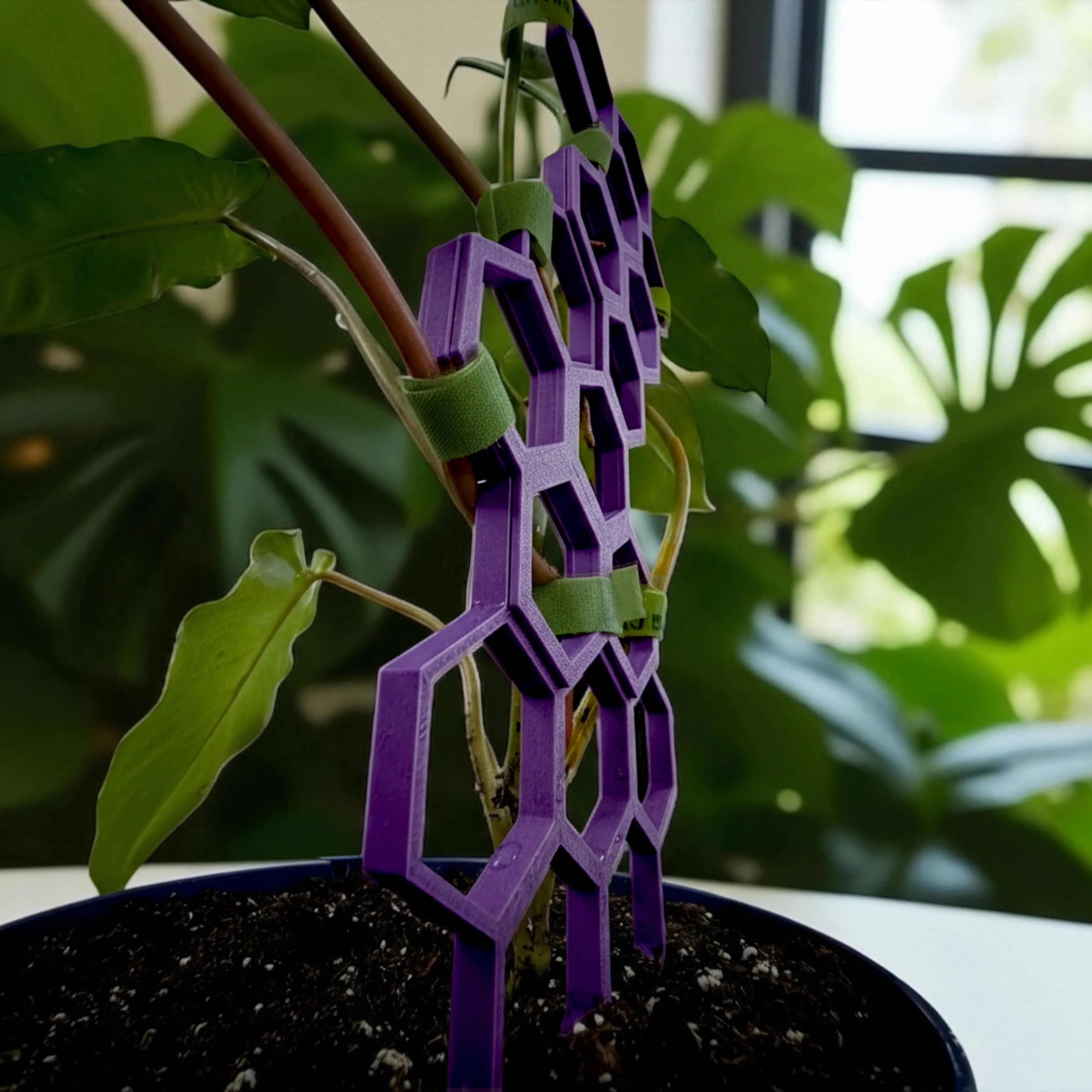 GrowGrid trellis snapped together on a climbing houseplant